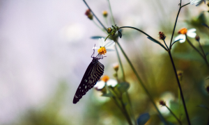 Butterfly on a flower