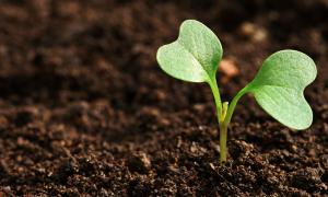 Soil with a plant growing in it