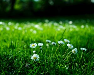 Daisies growing in grass