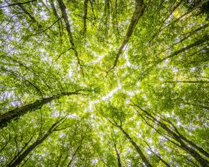 Light shining down through the trees