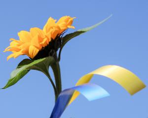 Sunflower and Ukraine flag colours - the national flower of the Ukraine