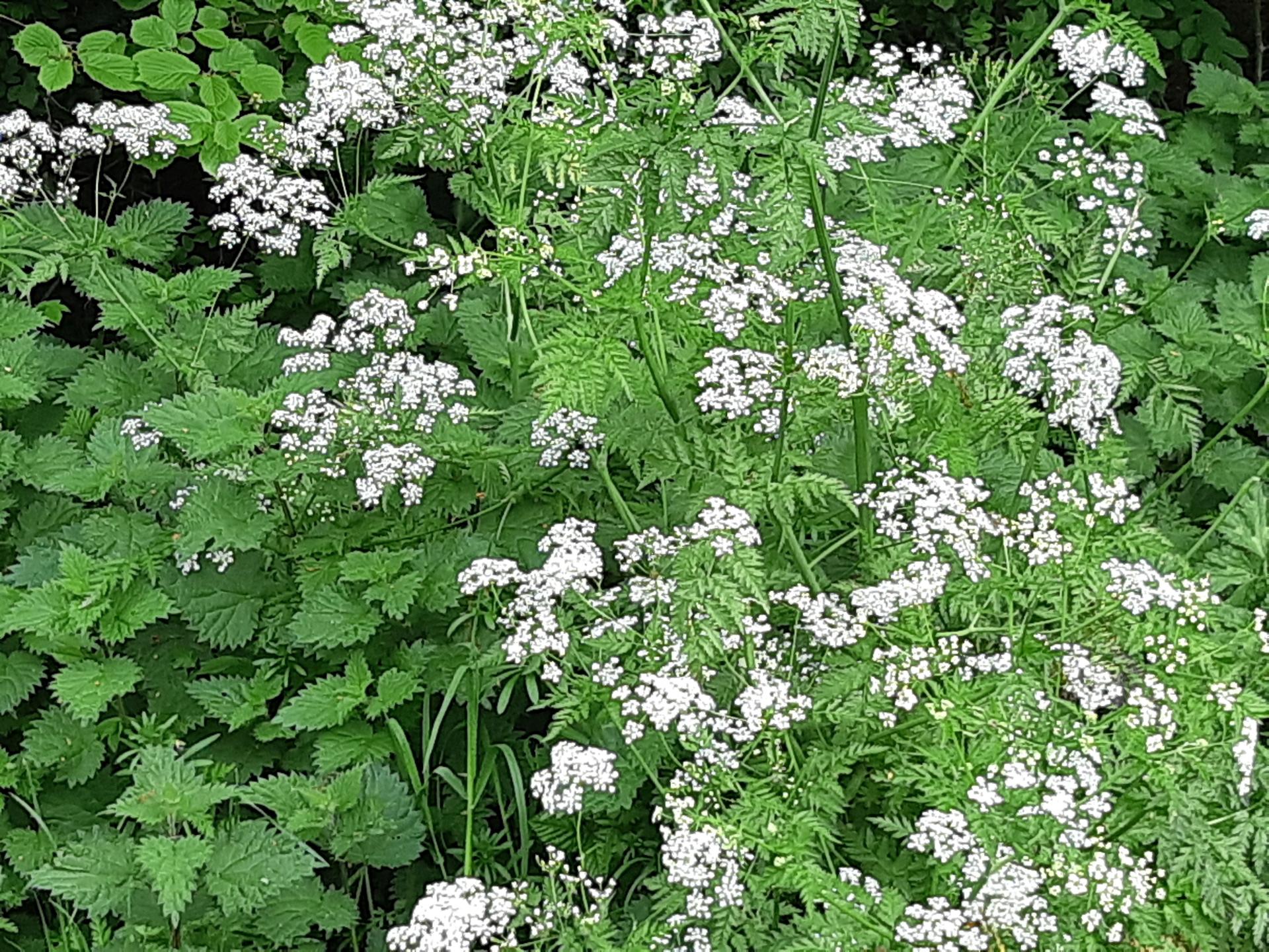 Nettles and Cow Parsley.