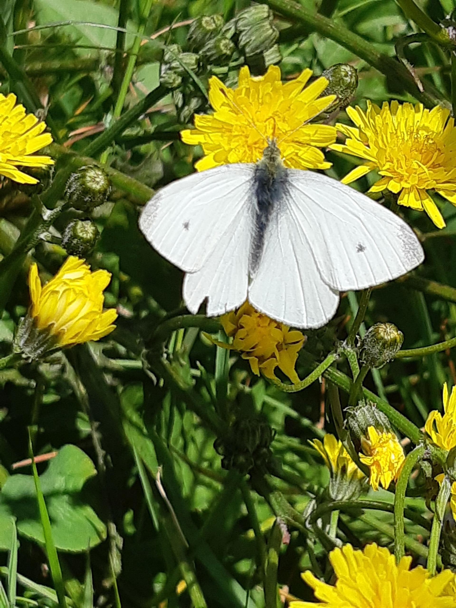 Small white butterfly on a yellow flower.