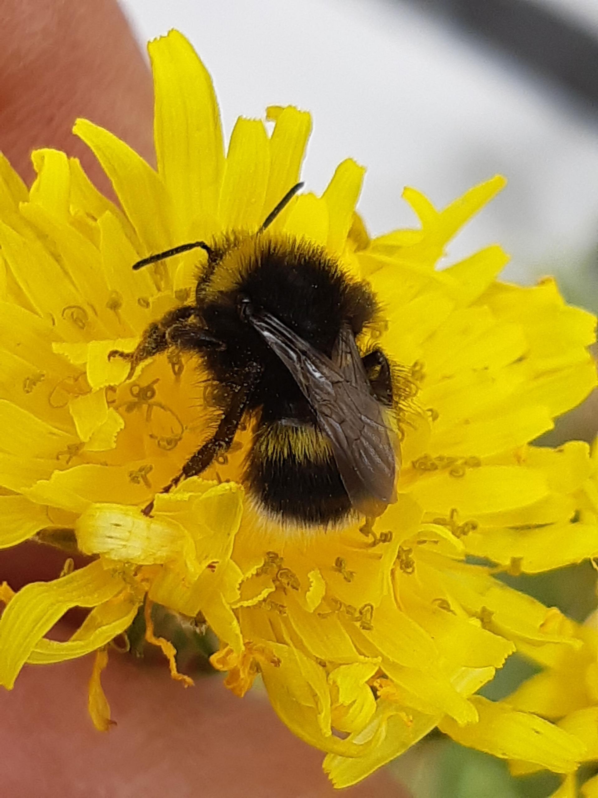 White-tailed Bumblebee Queen.