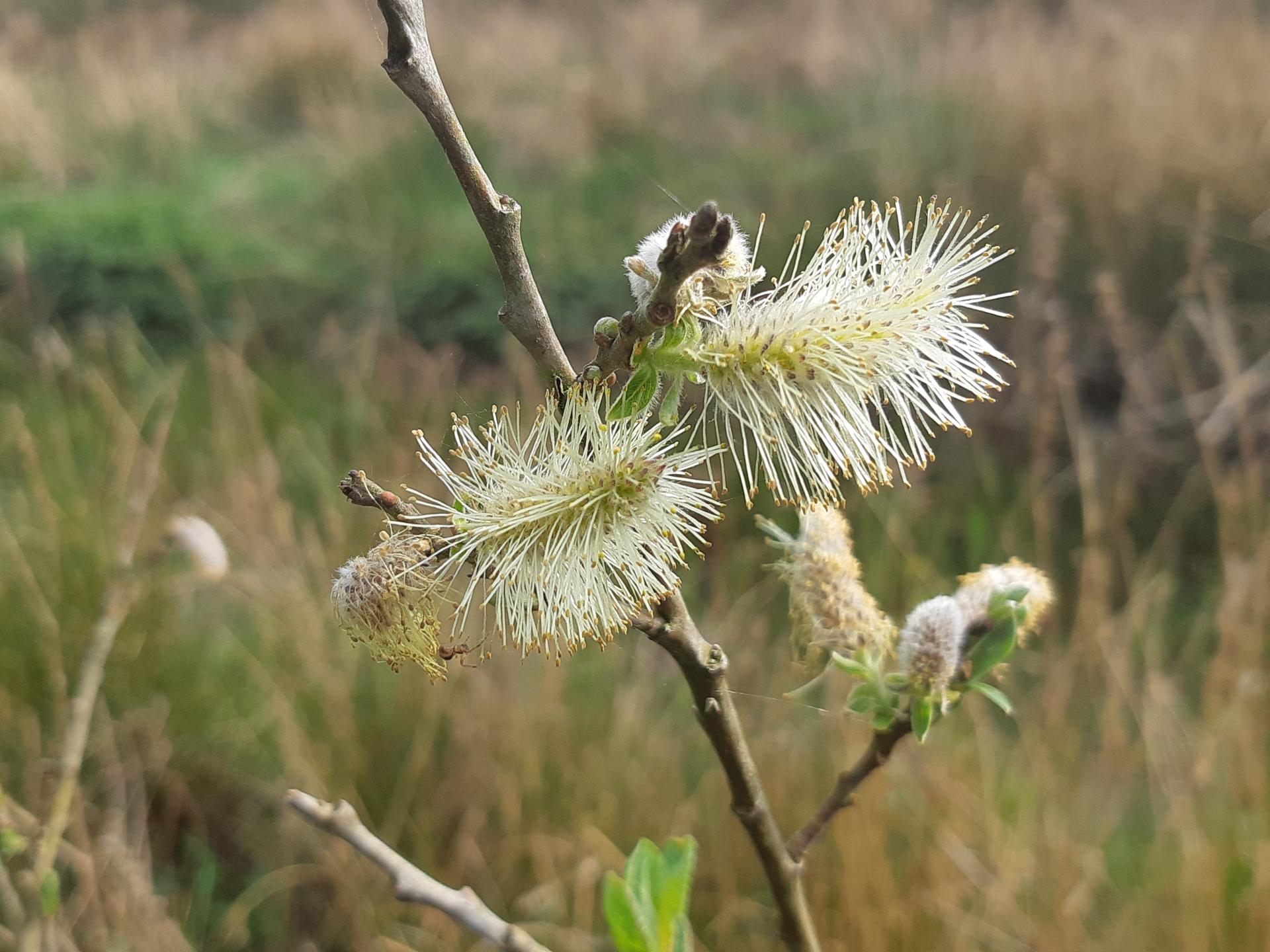 Willow flower.