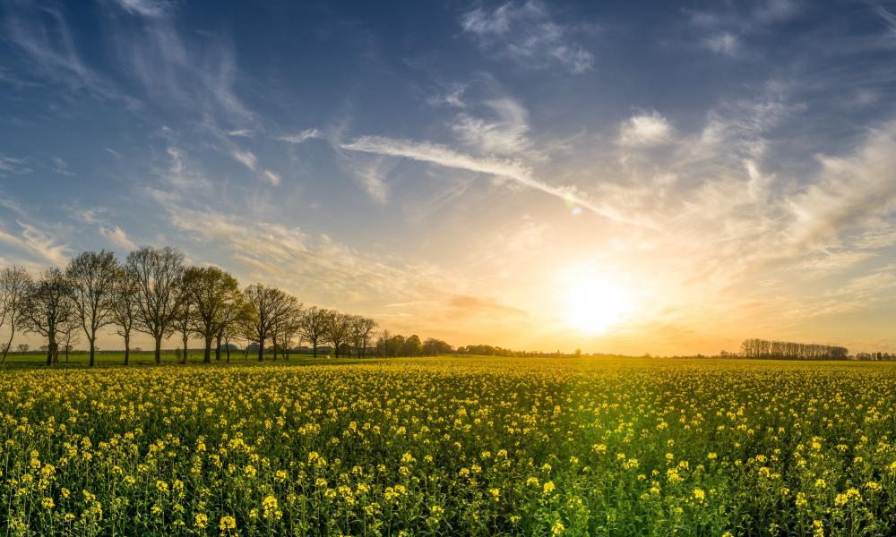 Blossoms bloom in a field