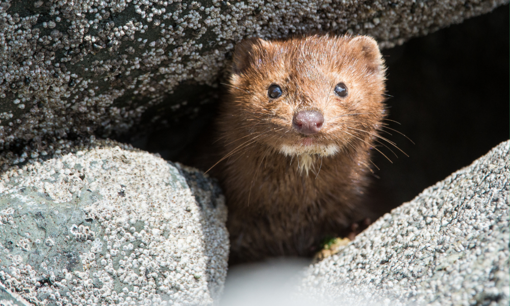 A brown Mink amongst rocks - stock image