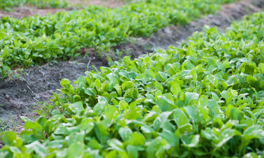 Organic farming plot