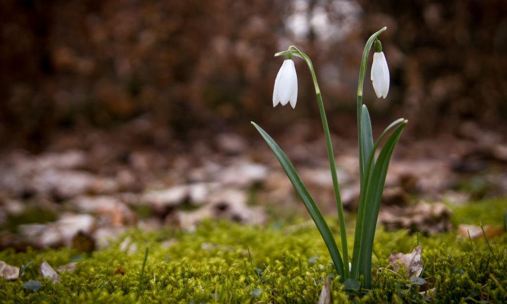 Snowdrops blossoming in early spring from a mossy forest floor