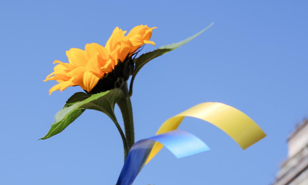 Sunflower and Ukraine flag colours - the national flower of the Ukraine