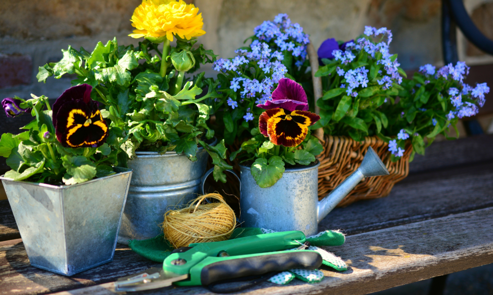 Flowers planted in old watering cans.