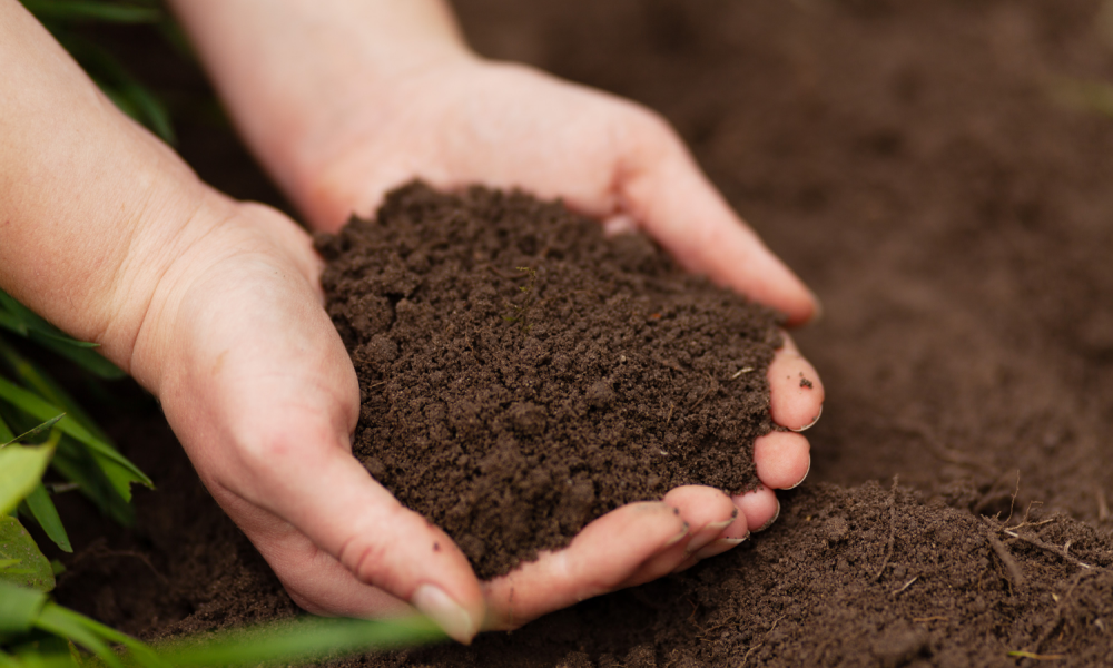 Two hands cupped together holding soil.