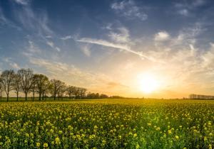 Blossoms bloom in a field