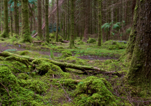 Irish forest - stock image