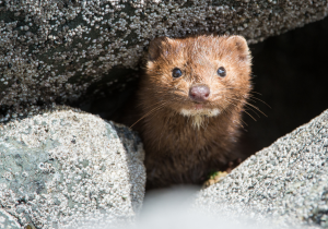 A brown Mink amongst rocks - stock image