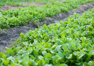 Organic farming plot