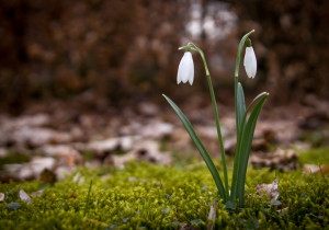 Snowdrops blossoming in early spring from a mossy forest floor