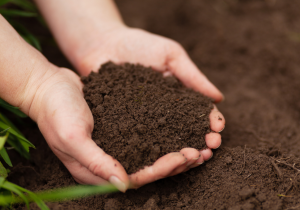 Two hands cupped together holding soil.